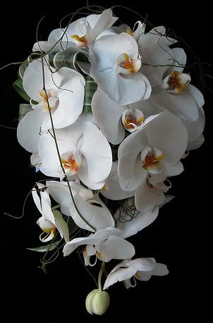 Perfect Phaelonopsis Orchids Cascade Bouquet