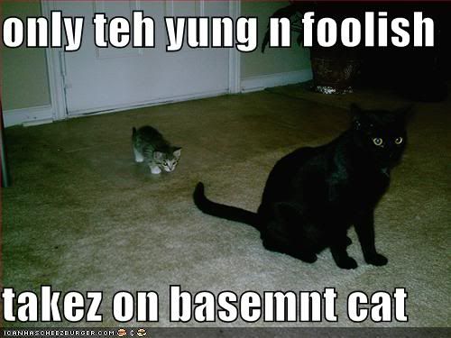 young-kitten-takes-on-basement-cat.jpg