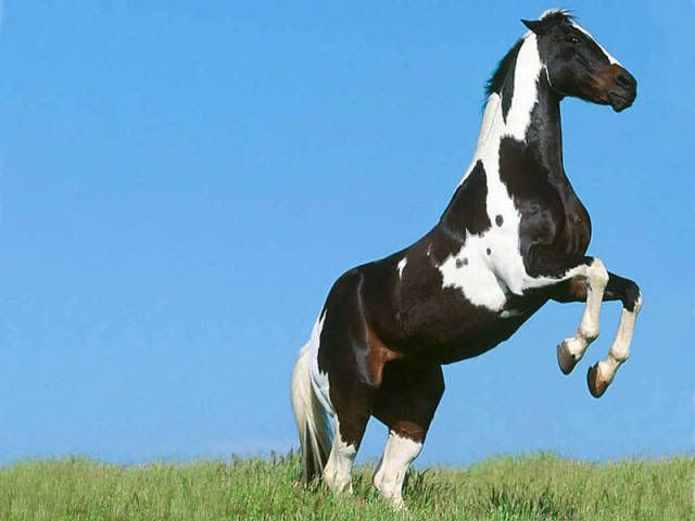 mustang horse rearing. Mustang-horse-rearing.jpg