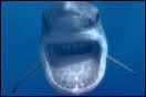 sea-monsters-132.jpg