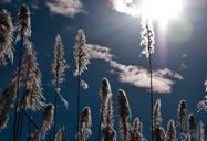Sol de medianoche