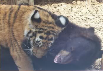 Tiger and Bear, unlikely friends