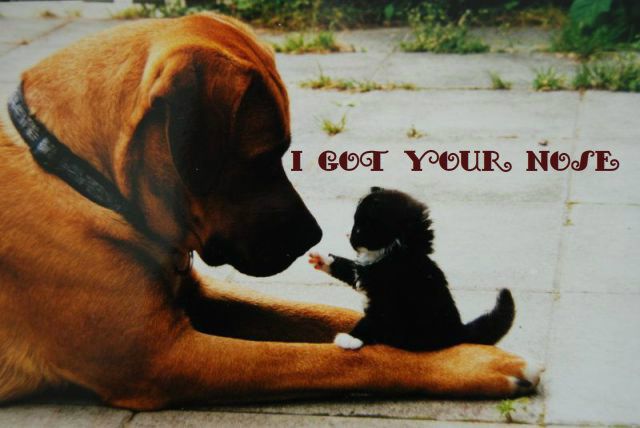 these_funny_animals_640_01-1.jpg