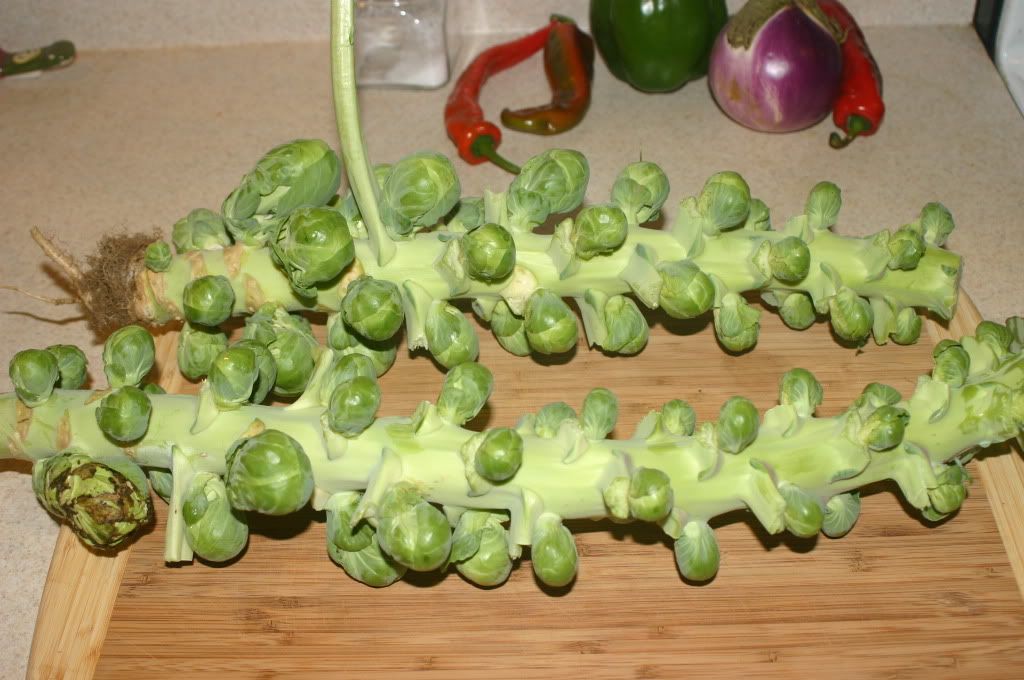 Brussel Sprouts Who knew brussel sprouts grew on big stalks