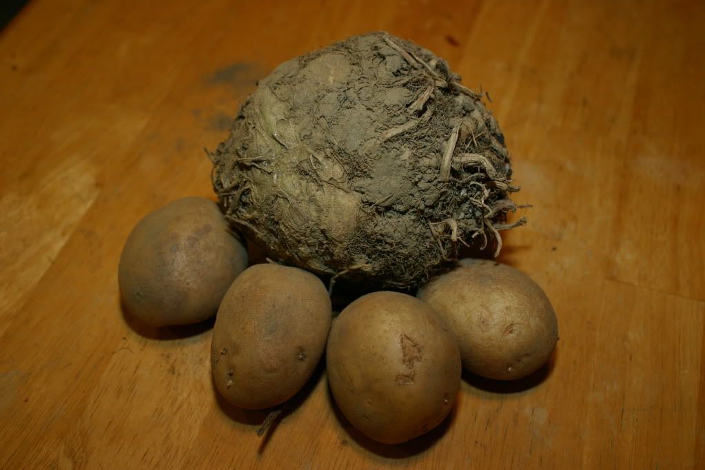 The celeriac and his potato friends