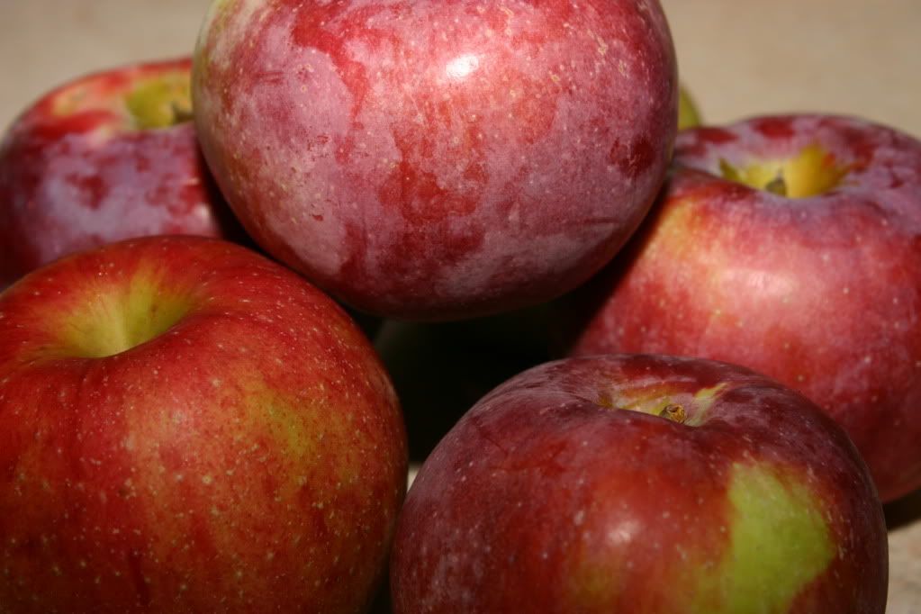 Fresh Apples Fresh Apples