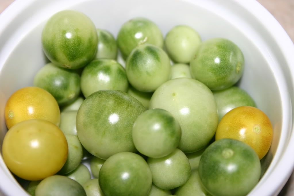 Cherry Tomatoes Cherry Tomatoes