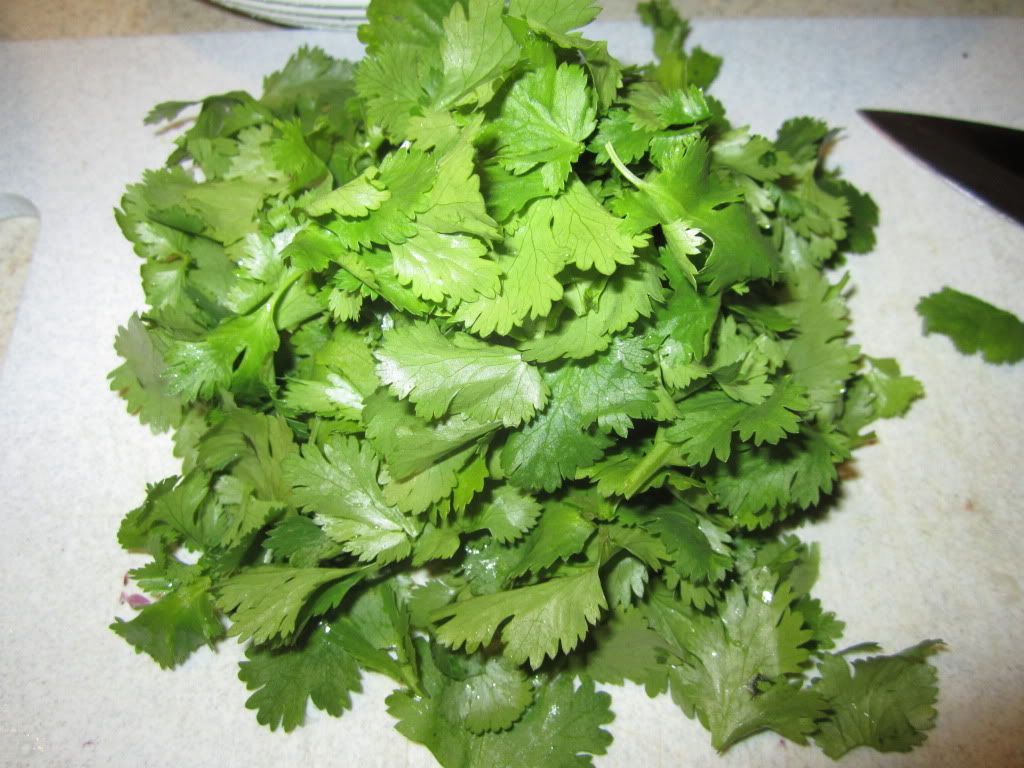 Hello cilantro Hello cilantro