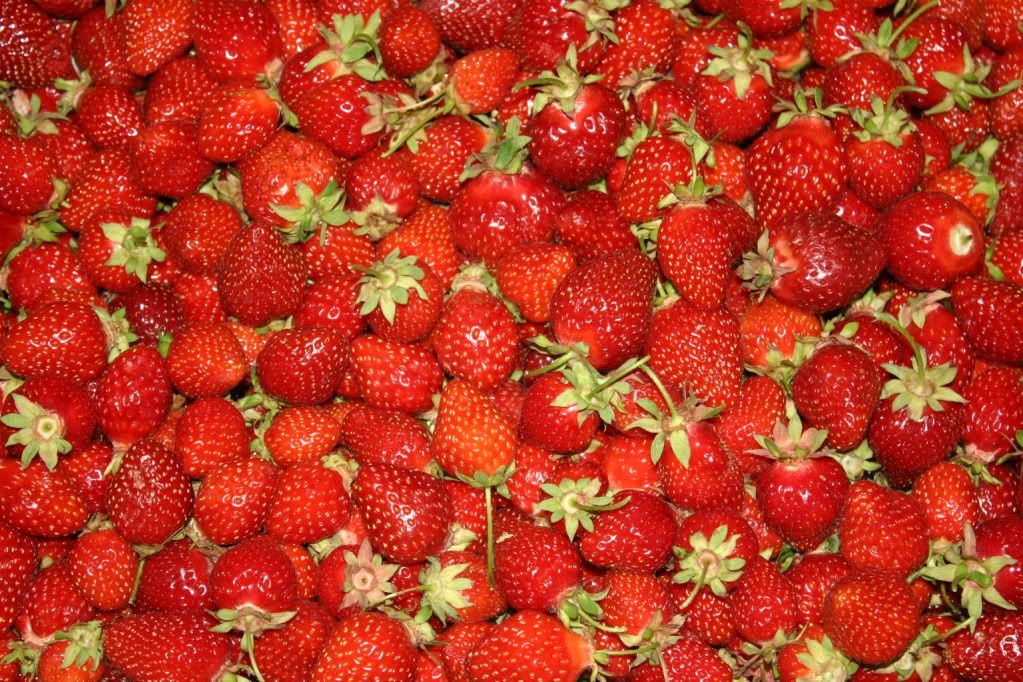 A glut of strawberries