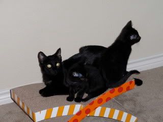 black foster kitten adoption