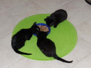 black foster kitten adoption