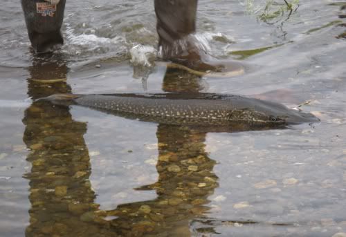 Pike in Water