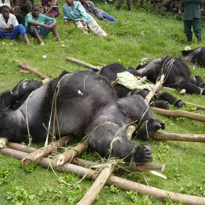 gorilla massacre 1 10 Binatang yang Terancam Punah