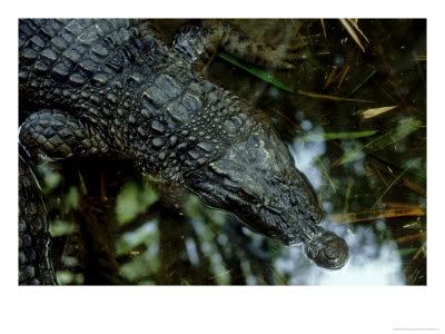 patricio robles gil mindoro crocodi 10 Binatang yang Terancam Punah