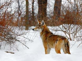 red wolf1 10 Binatang yang Terancam Punah