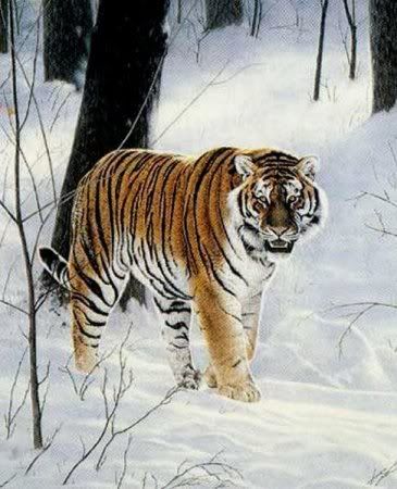 siberian tiger CF 10 Binatang yang Terancam Punah