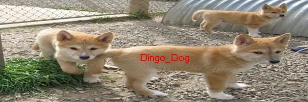 [Image: Dingo_Dog.jpg]