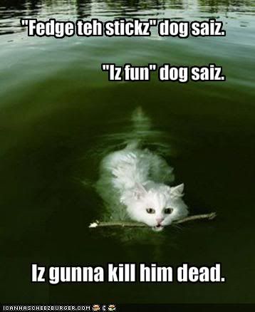 cat funny photo: funny cat funny-pictures-cat-will-kill-dog.jpg