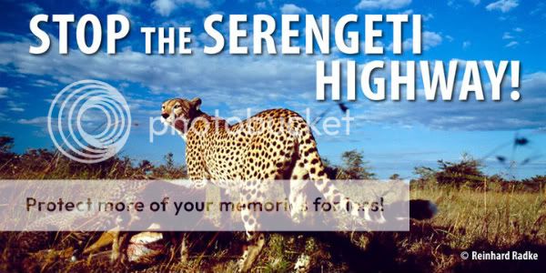 serengeti-1.jpg
